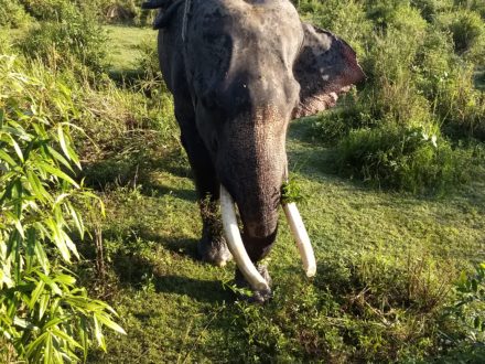 Elephant Safari at Kaziranga