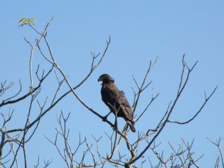 Grey Headed Fishing Eagle