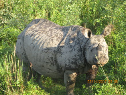 One Horned Rhino at Kaziranga