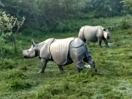 The One Horned Rhino at Kaziranga