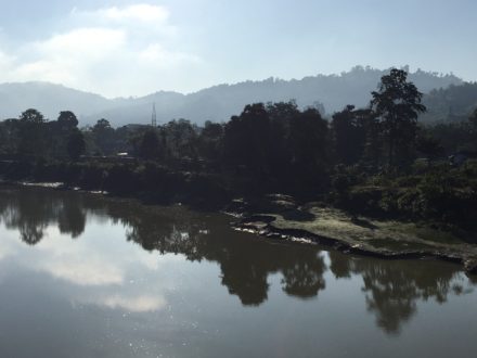 The morning dew at Kaziranga