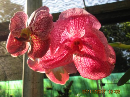 Vanda Orchids at Orchid Park Kaziranga