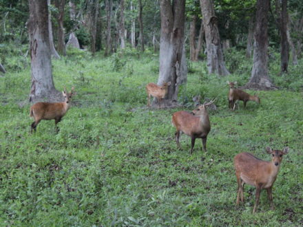 Hog Deers Kaziranga