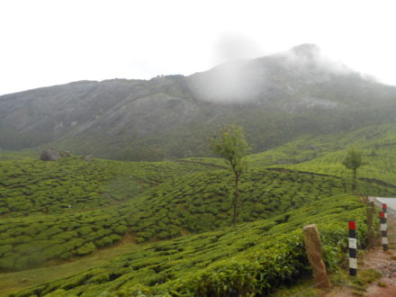 Munnar Tea Garden