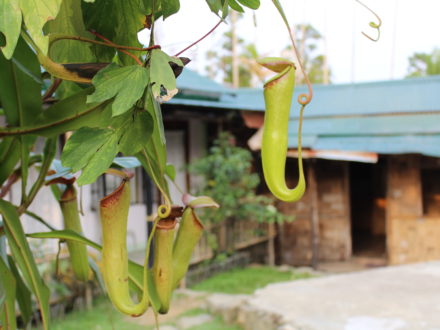 Pitcher Plant Mawlynnong