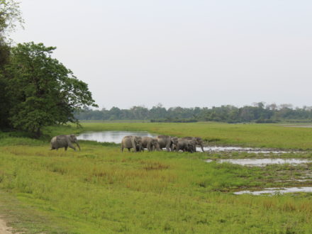 Wild Elephants Kaziranga